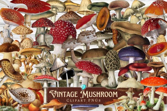 Timeless Charm: The Allure of Vintage Mushroom Clipart